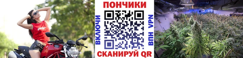 Шишки марихуана гибрид  Болгар 